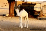 Humor -  Fun Animals Camels 01 