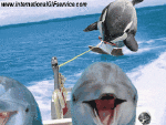Humor -  Fun Tiere Delfine 01 