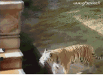 Humor -  Fun Animals Tigers 01 