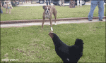 Humour - Fun Animaux Oiseaux Coqs - Poules 