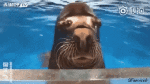 Humor -  Fun Animals Seals sea ​​lion 01 