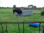 Humour - Fun Animaux Bisons Serie 01 