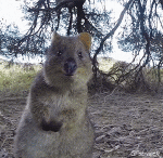 Humor - Fun Animales Wombat 01 