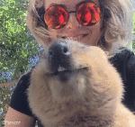 Humor -  Fun Animals Wombat 01 