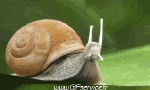 Humor -  Fun Animals Snails 01 