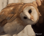 Umorismo -  Fun Animali Uccelli Rapace e Notturno 