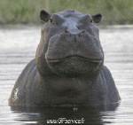 Humour - Fun Animaux Hippopotames 01 