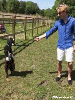 Humor -  Fun Animals Goats - Goatee 01 
