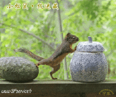 Humor - Fun Animales Ardillas 01 