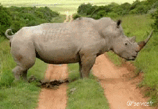 Humour - Fun Animaux Rhinocéros 01 