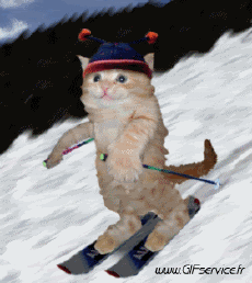 Humor -  Fun Animals Cats 02 