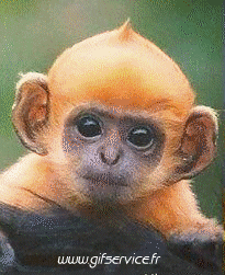 Humour - Fun Morphing - Ressemblance People - Vip Série 02 