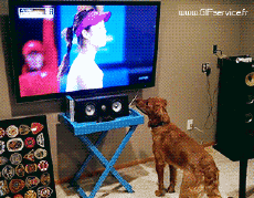 Umorismo -  Fun Animali Cani 03 