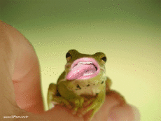 Humor - Fun Animales Ranas 01 