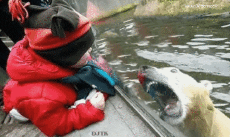 Humor - Fun Animales Oso 01 