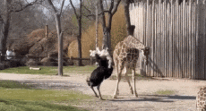 Humor -  Fun Animals Ostriches 01 