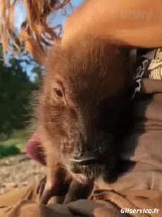 Humour - Fun Animaux Cochons Sangliers Serie 01 