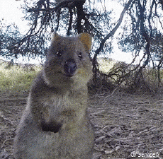 Humour - Fun Animaux Wombat 01 