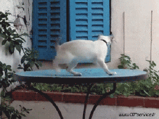 Humour - Fun Animaux Chats Serie 03 