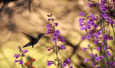 Umorismo -  Fun Animali Uccelli Colibrì 