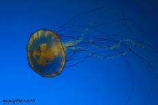 Humor -  Fun Animals Jellyfish 01 