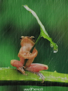 Humour - Fun Animaux Grenouilles Serie 01 