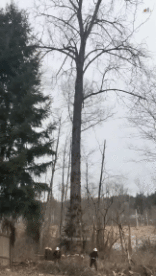 Humor -  Fun PEOPLE Lumberjack - Timber ! Win 