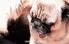 Humor - Fun Animales Perros 02 