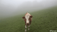 Humor -  Fun Animals Cows 01 
