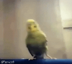 Humour - Fun Animaux Oiseaux Pérroquet Péruche 