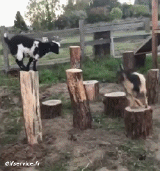 Umorismo -  Fun Animali Capre - Pizzetto 01 