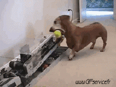 Humor -  Fun Tiere Hunde 02 