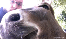 Humor - Fun Animales Burros 01 