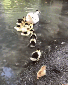 Humour - Fun Animaux Oiseaux Divers 02 