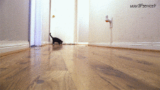 Humour - Fun Animaux Chats Serie 03 