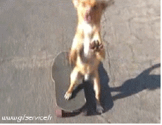 Humor -  Fun Animals Dogs 03 