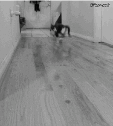 Humor -  Fun Tiere Katze 04 