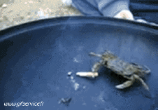 Humor -  Fun Tiere Krabben 01 