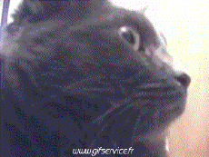 Humor - Fun Animales Gatos 03 