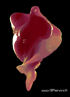 Humor -  Fun 3d Effekte Illusions Optiques Géométriques 