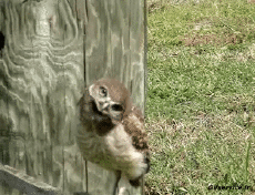 Humor -  Fun Tiere Geflügel Raptor & Nocturne 