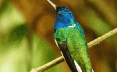 Humor - Fun Animales Pájaros Colibrí 