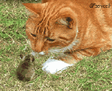 Humour - Fun Animaux Souris Serie 01 