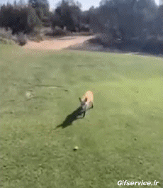 Humor - Fun Animales Zorros 01 