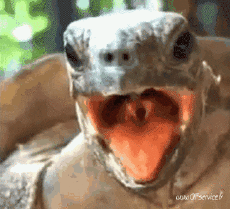 Humor - Fun Animales Tortugas 01 