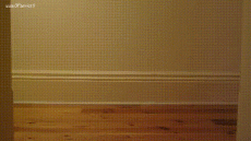 Humor -  Fun Tiere Katze 03 