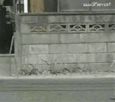 Humour - Fun Animaux Pingouins 01 