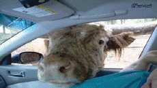 Humour - Fun Animaux Vaches Serie 01 