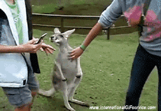 Humour - Fun Animaux Kangourous 01 