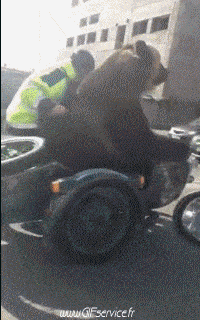 Humor -  Fun Tiere Bär 01 